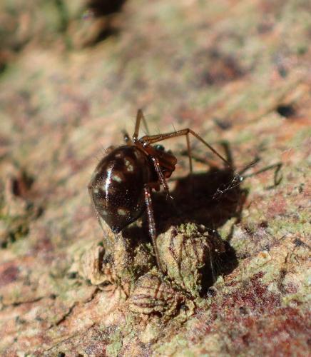 Réf. 275 872 : Tenuiphantes sp.